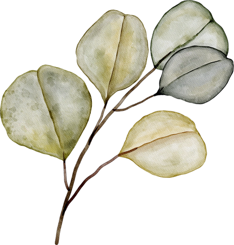 eucalyptus leaf watercolor